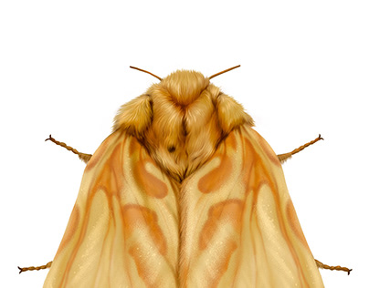 Hepialus humuli - Ghost moth