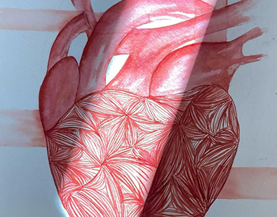 anatomically correct heart