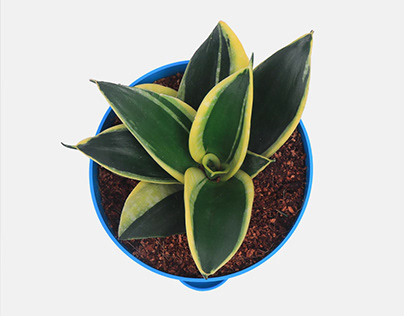 Sansevieria-jade-marginata-Dwarf-pot-plant