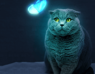 Cat and glowing Butterfly - Photoshop Manipulation