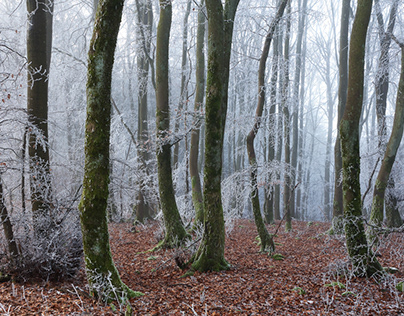 Winter forest, Eifel, Germany