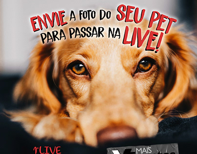 Live Love Pet | Marketing e Transmissão Ao Vivo