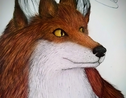 A red Fox!!