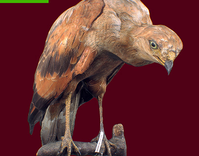 Photogrametry - eagle (fotogrametria - aguila)