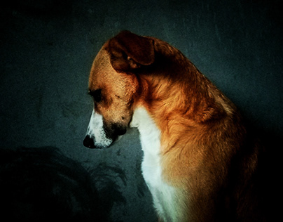 Canine sadness