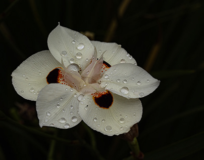 A drop of rain and a flower in bloom.