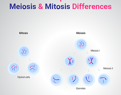 Top 7 Meiosis And Mitosis Differences