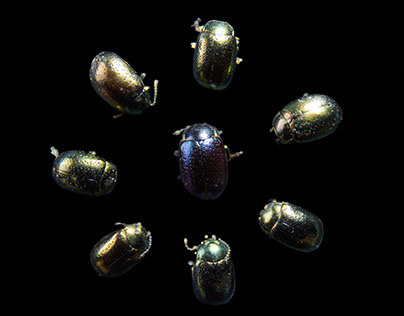 Beetles Patterns