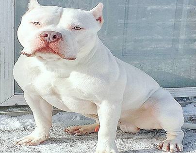 Best American Bully Puppies
