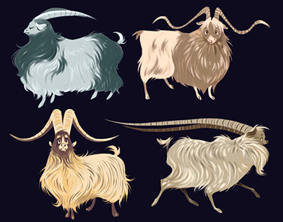 Long Haired Goats