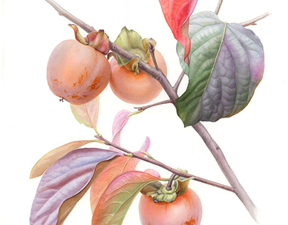 "Persimmons" Botanical watercolor painting.