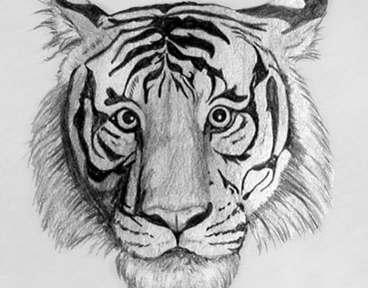 Tiger Drawing by Shelley Fairbanks