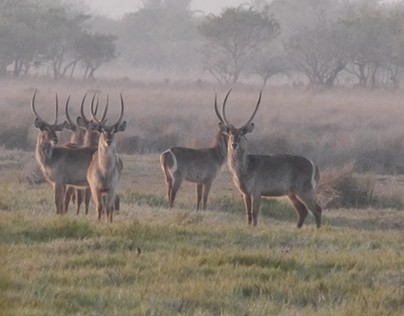 Safari South Africa 2015