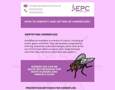 Get Rid of Horseflies in Your Home