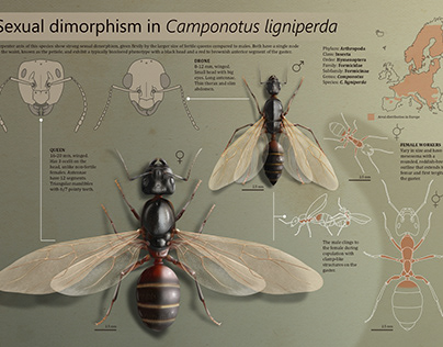 Sexual dimorphism in Camponotus ligniperda.