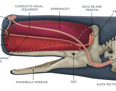 Anatomía de cachalote
