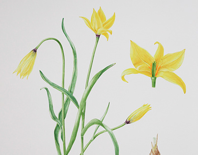 Botanical illustration "Wild Tulips"