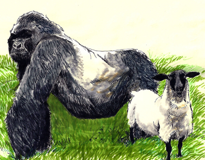 Gorilla and Sheep