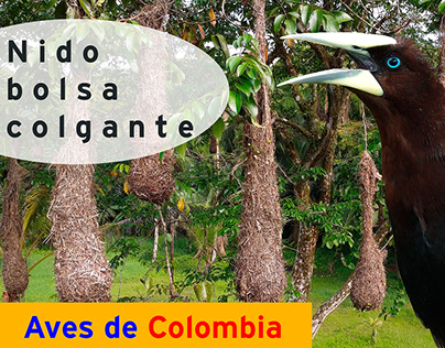 Cacique cabecicastaño | AVES DE COLOMBIA 🐦🦉