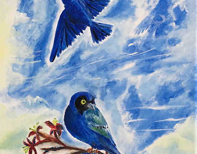 Blue Starlings
