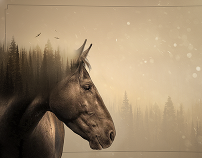 Horse (photo manipulation)