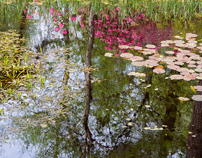 at the water lily pond pt. 5.2 reflections