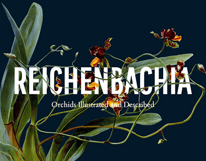 Reichenbachia: Orchids Illustrated and Described