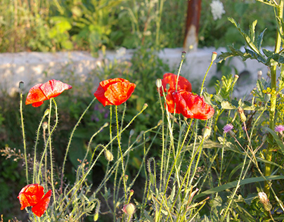 Poppies of my home country
