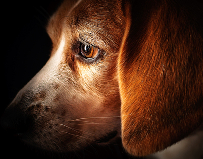 Beagle in Thought