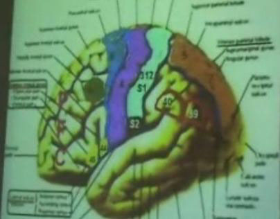 Brain Functional Areas1-Temporal Lobe – Sanjoy Sanyal