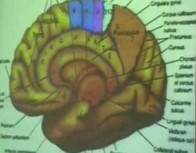 Brain Functional Areas1-Occipital Lobe – Sanjoy Sanyal