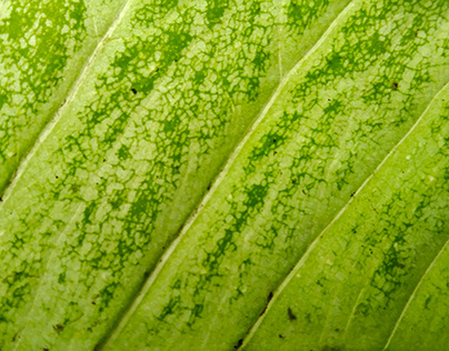 Patterned Leaf Textuer Photography