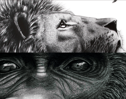 Animals : Graphiste on paper