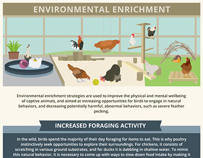 Environmental Enrichment for Chickens