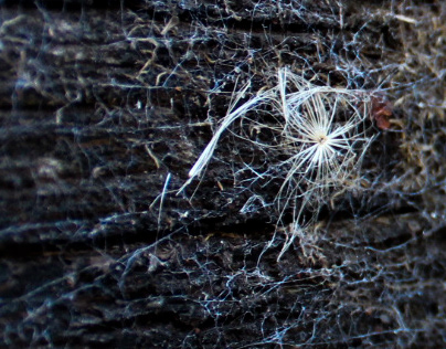 Dreams trapped in spider webs