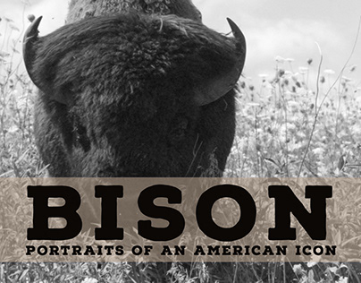 Bison: Portraits of an American Icon