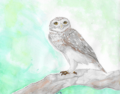 Dictionary Illustration: Spotted Owlet