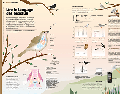 Infographie: Langage des oiseaux (Salamandre no262)