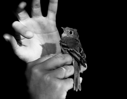 Bird in Hand · Photography