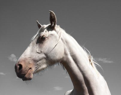 Horses · Photography