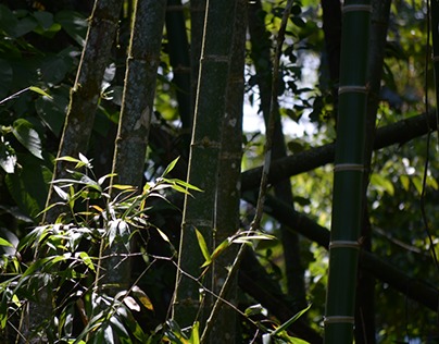 Taller de bambú - muebles rústicos