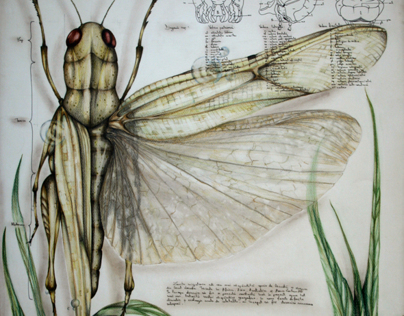 Entomology of Locusta Migratoria