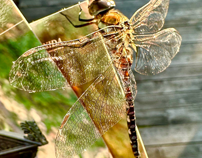 Nida dragonfly