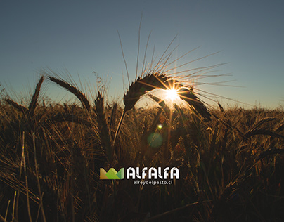 Alfalfa | Logotipo