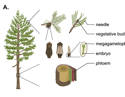 Figures for a research paper - Scots pine genomics