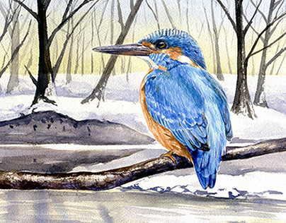 Bird paintings for Dutch magazine Buitenleven