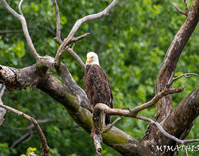 Samantha the Mother Eagle! On the Lookout