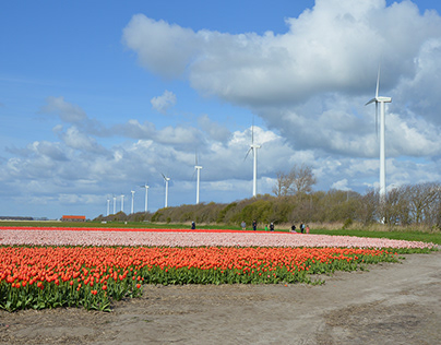 Bulbfields in North of Holland, May 2023