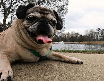 Maggie's Day at the Park