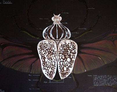 Entomology of Goliathus Beetle